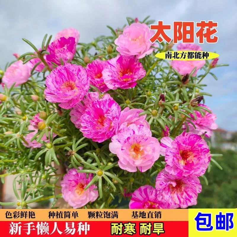 【3.99一万粒】重瓣太阳花种子四季易活阳台庭院盆栽简单种植