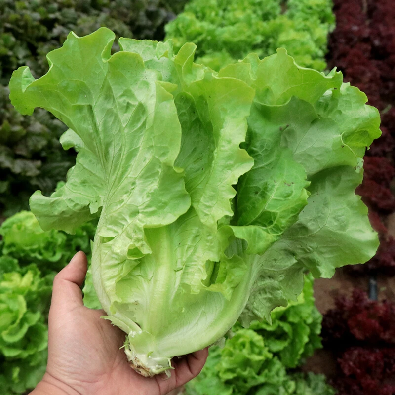 意大利四季生菜种子奶油结球沙拉水培生菜夏季耐热种籽阳台盆栽蔬