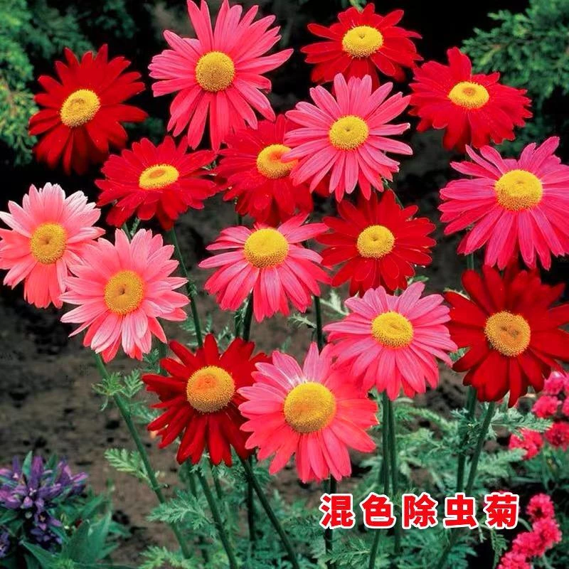 除虫菊花种子庭院驱蚊草花卉驱虫菊花种子室外四季播种开花