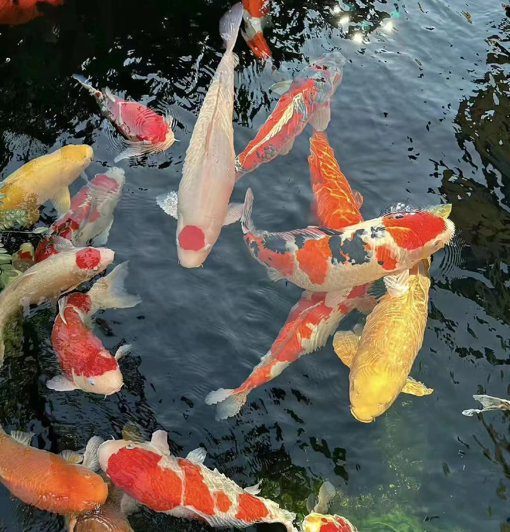 一物一拍锦鲤观赏鱼包邮包活