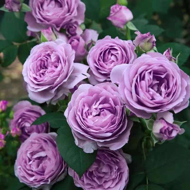 [蓝色风暴]玫瑰花盆栽带花苞四季开花大花浓香花卉灌木月季花苗