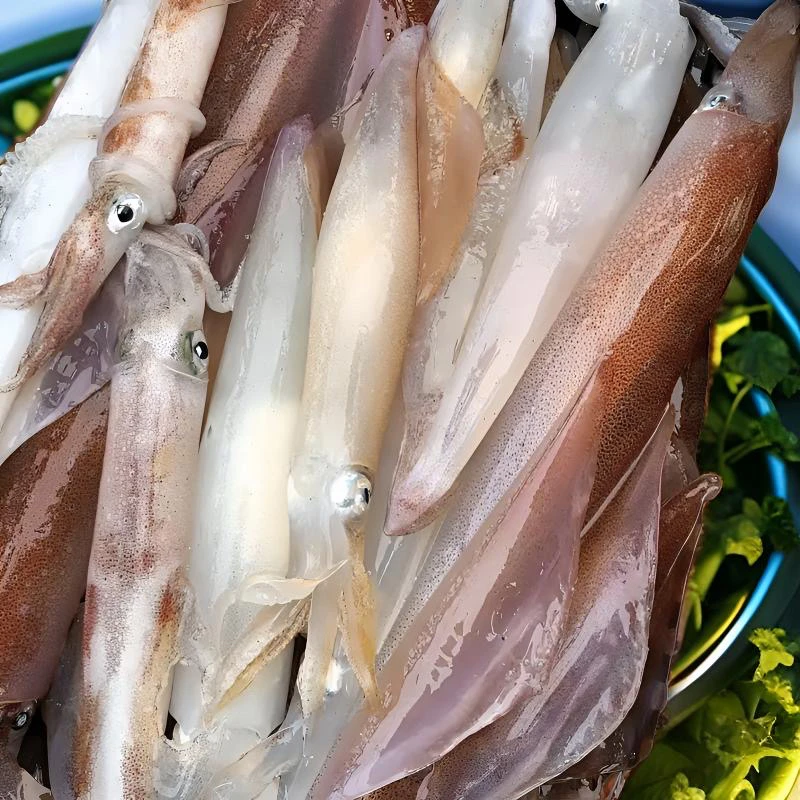 东山岛海钓鱿鱼新鲜不缩水刺身鱿鱼每只150-350克含冰重