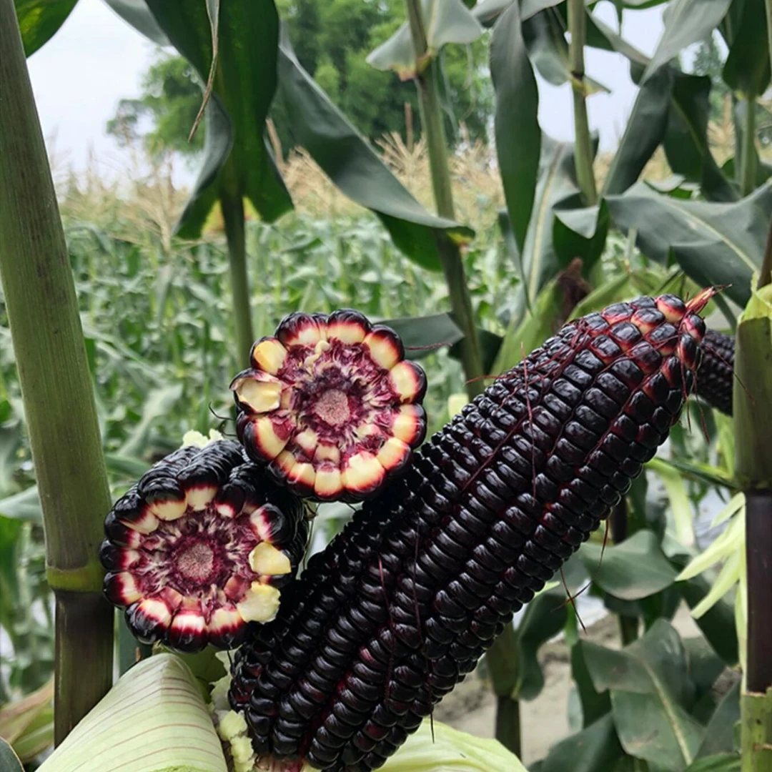 黑甜糯水果玉米种子甜加糯黑糯玉米种子玉米种子高产新品种