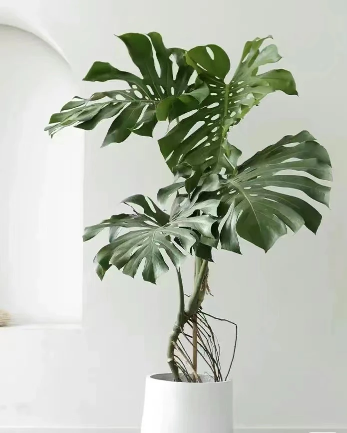 【新疆包邮】龟背竹盆栽植物室内招财客厅四季常青