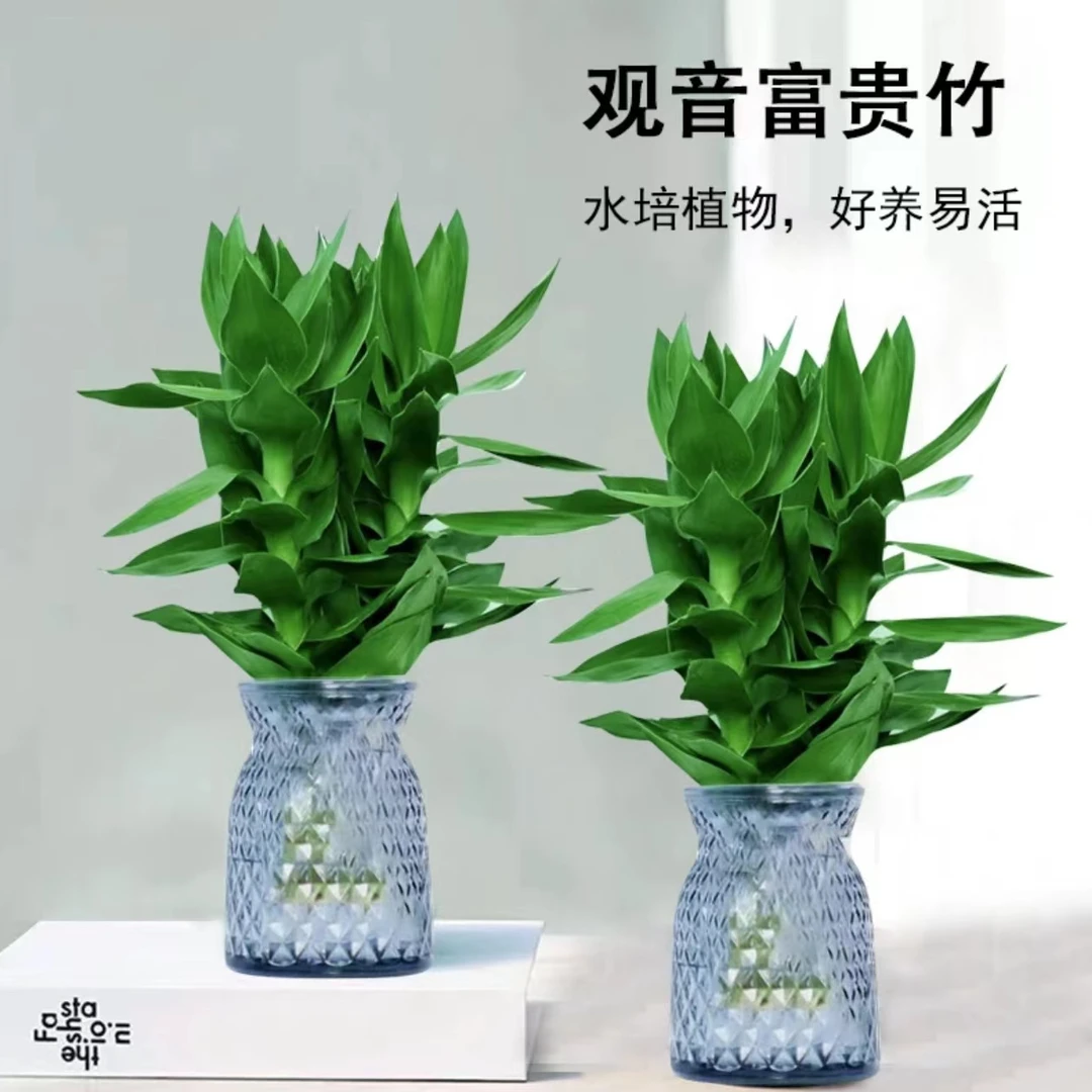 【新疆包邮】到手两盆观音竹富贵竹水培绿植轻奢树脂盆栽