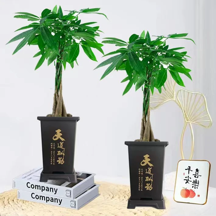 【新疆包邮】五辫发财树名贵品种室内四季好养盆栽浓香型优质花卉