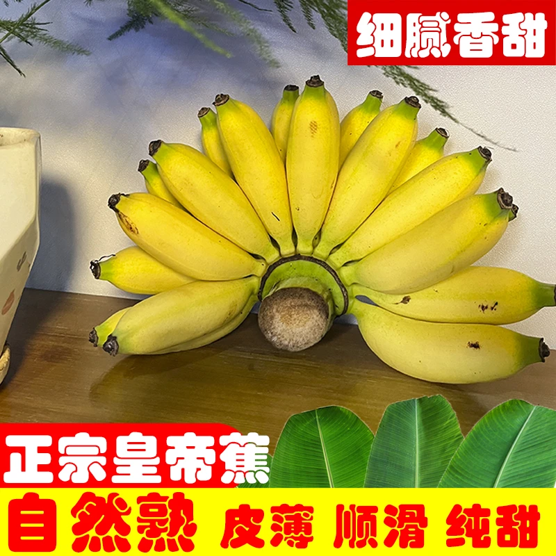 云南农家皇帝蕉香蕉 细腻香甜皮薄甜爽 拇指香蕉不是小米蕉2-5斤