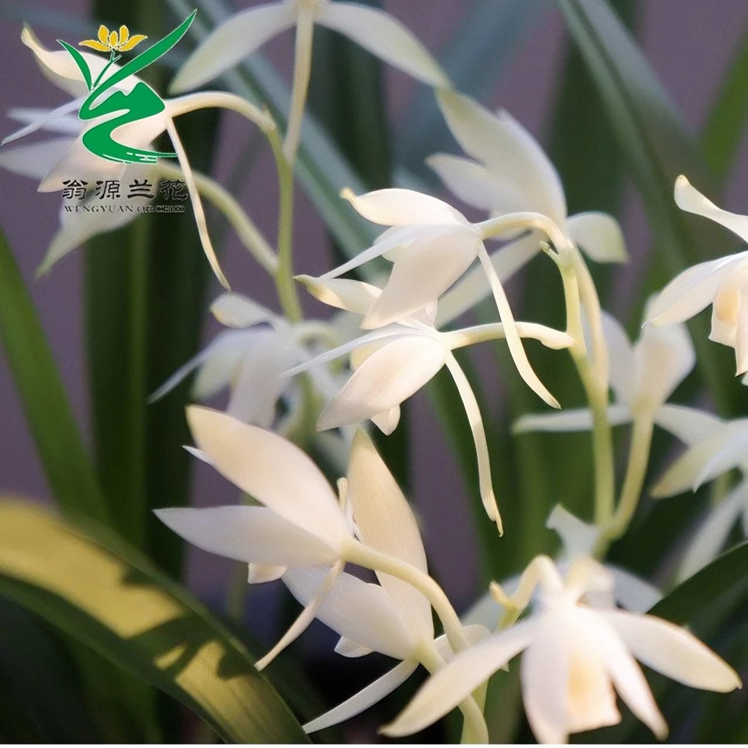 福利【金丝白雪】雪白色素花-金边建兰-浓香型-花期10-3月份