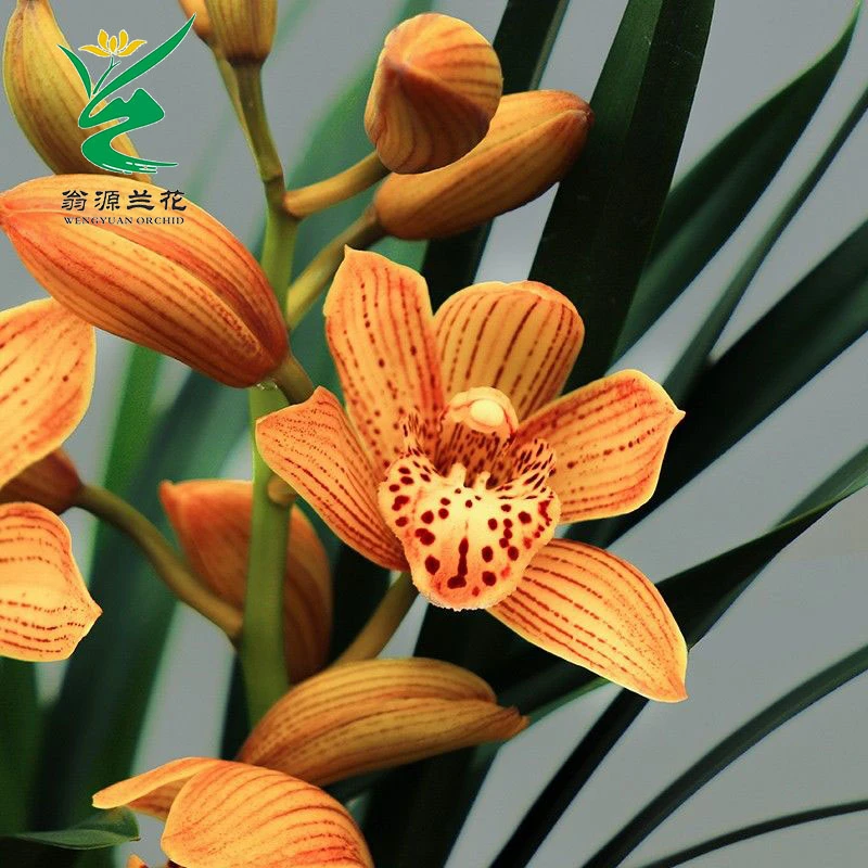 直播【东方美人】黄色大花-建兰四季兰-浓香型-花期8-12月份开花