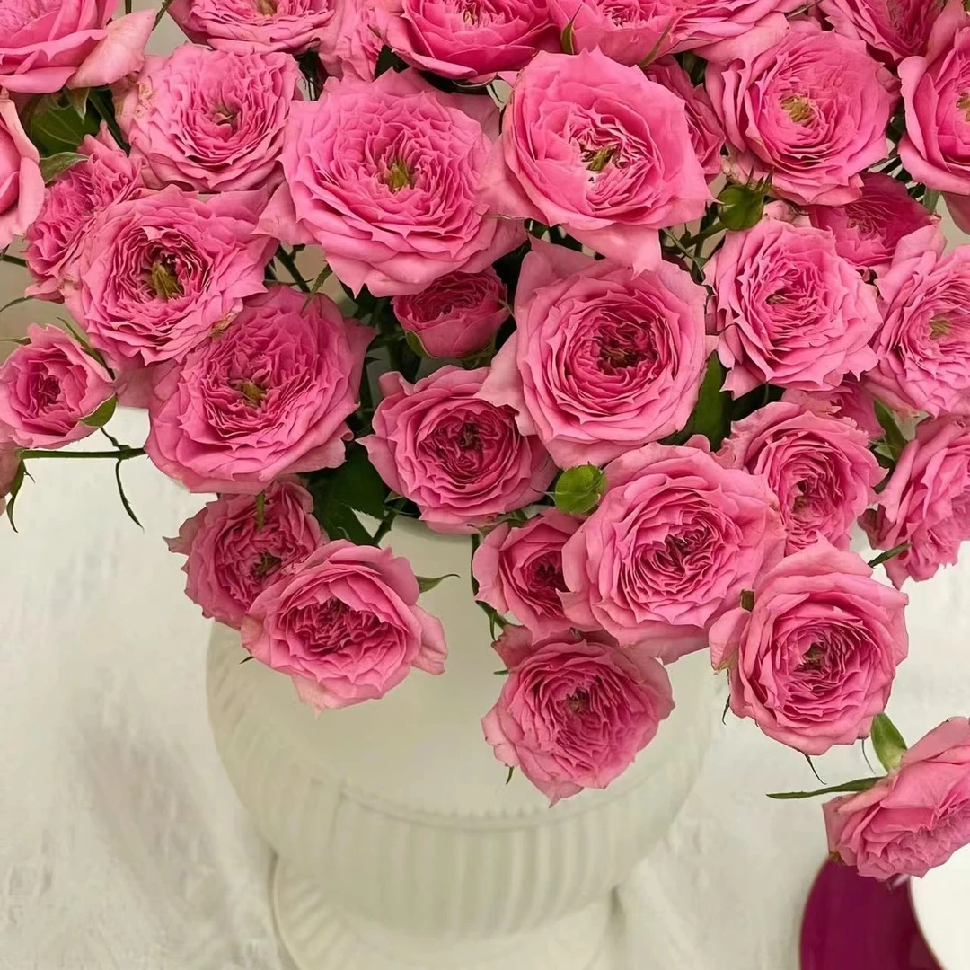 (任意两单空运包邮)苏菲宝贝10枝