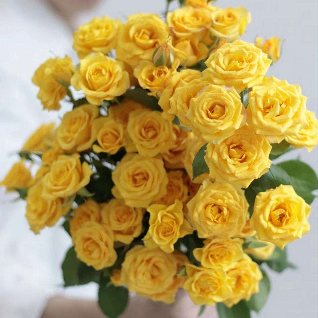 （任意两单空运包邮）梦幻芭比多头玫瑰