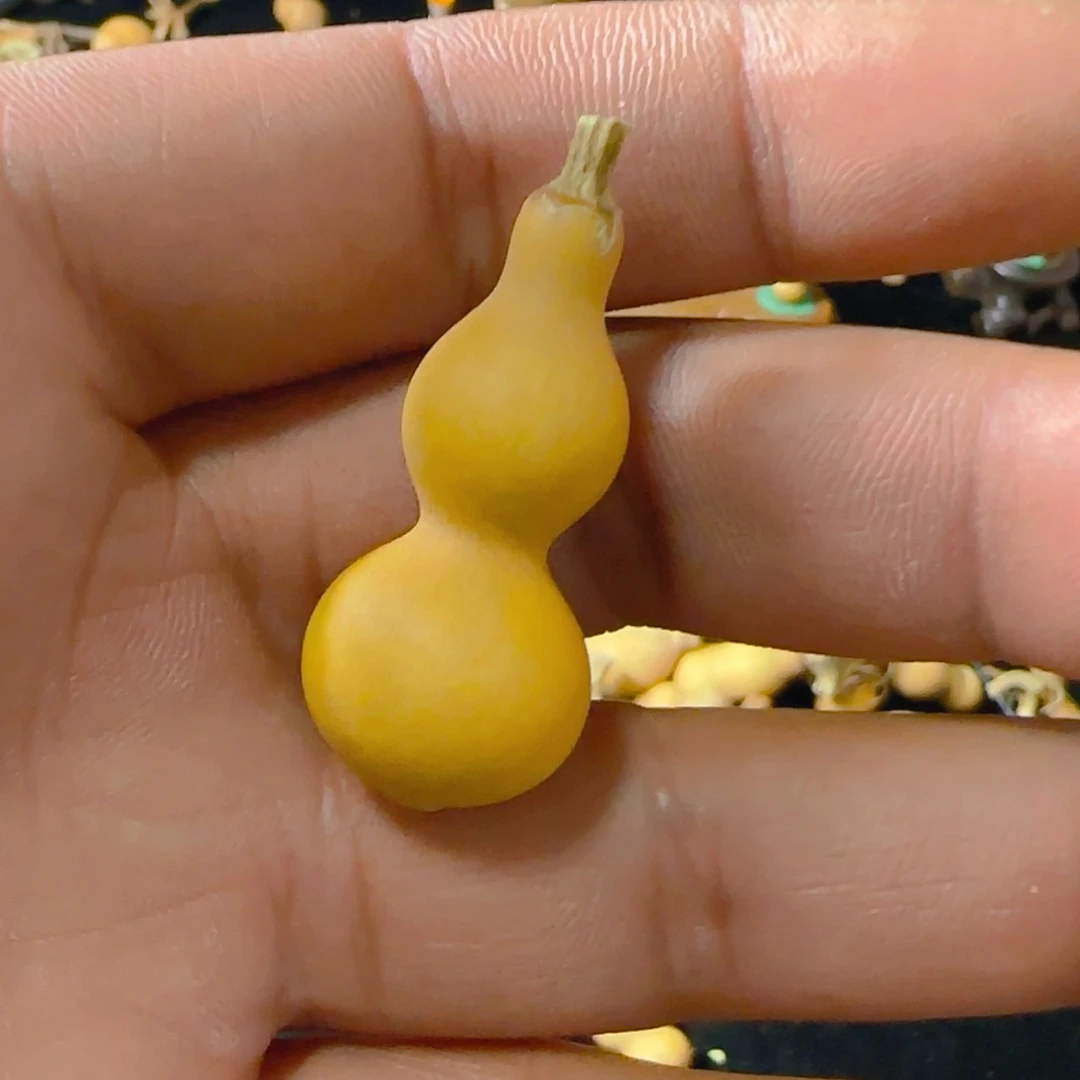 【闪购商品】天然葫芦繁***、