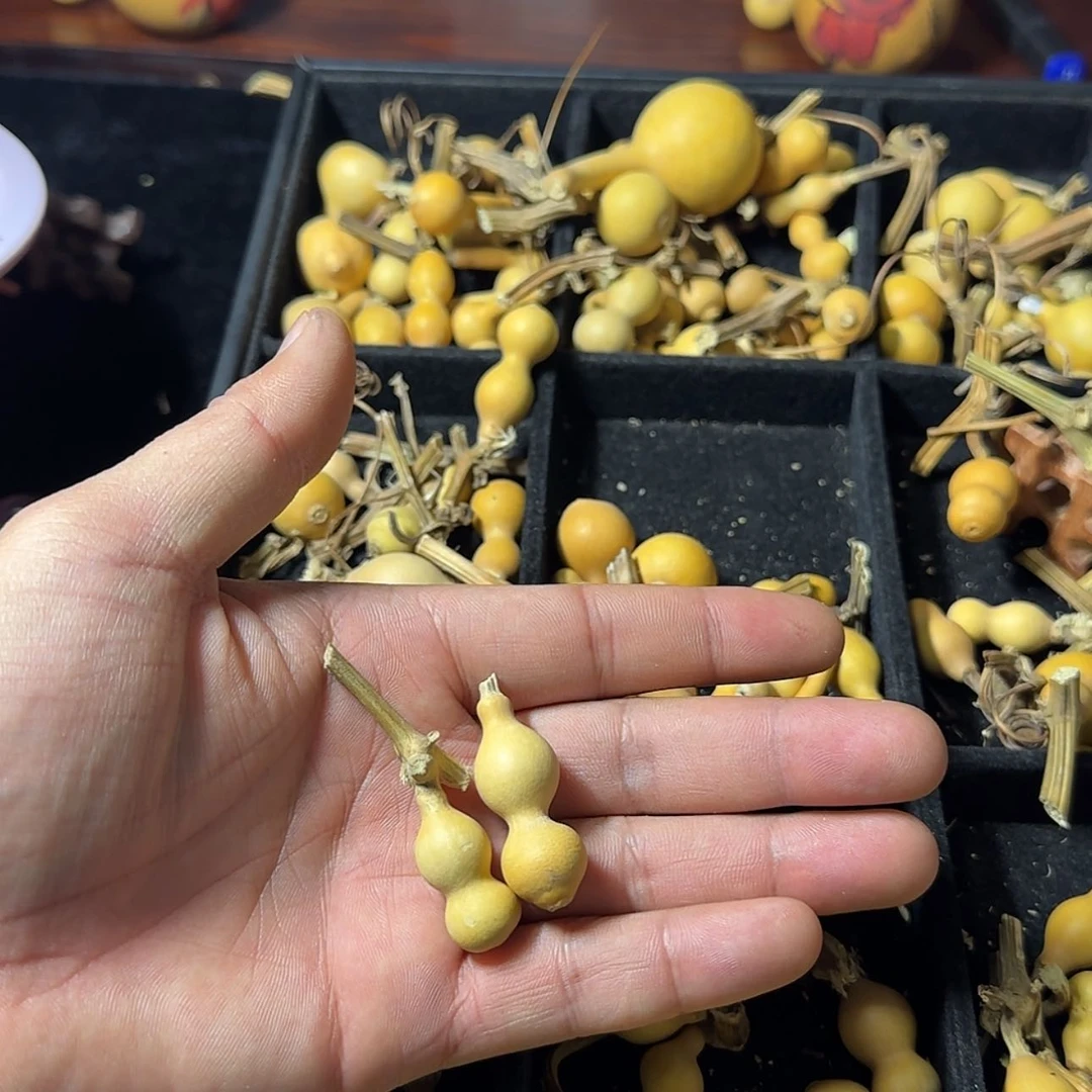 【闪购商品】天然葫芦喜*锋