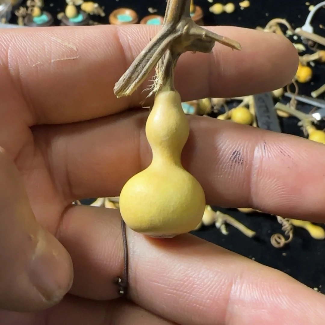 【闪购商品】天然葫芦一***啊