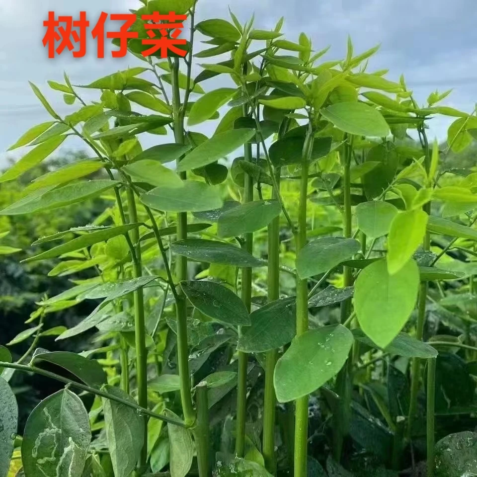 广东益肝菜天香绿树仔菜五指山野菜绿色野菜顺丰包邮