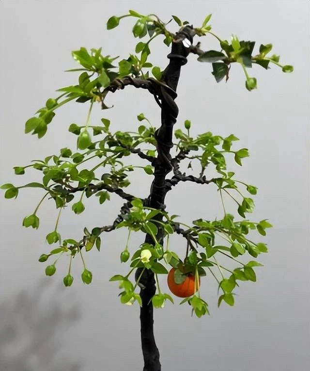 瓶兰花 小山灌木金弹子盆栽盆景