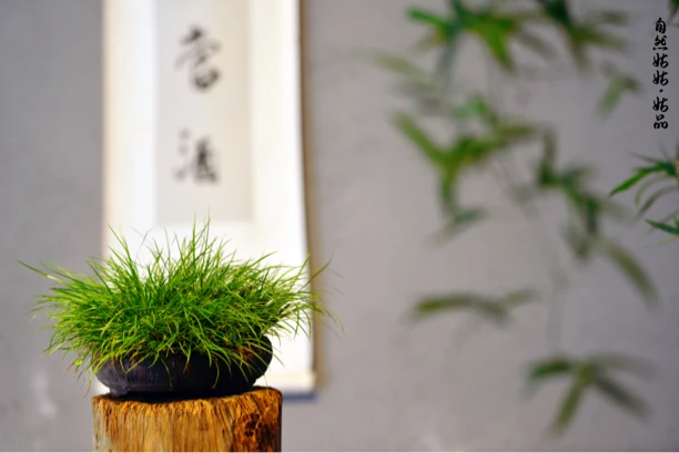 自然姑姑手艺盆景菖蒲