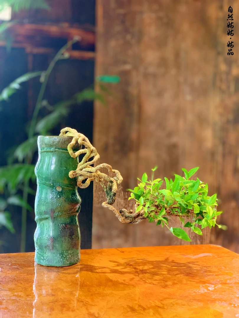 自然姑姑盆景老庄樱花