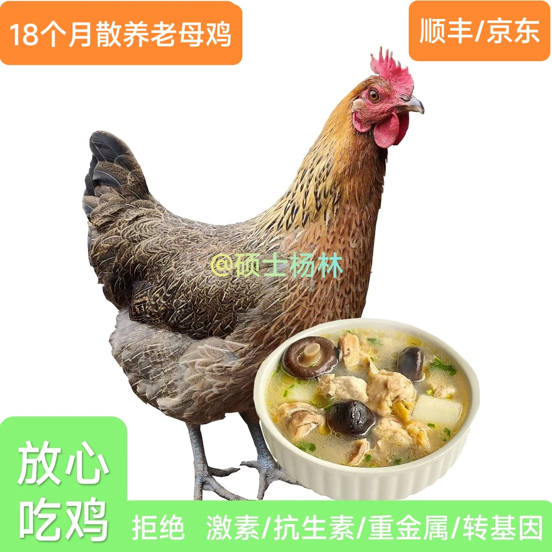 【硕士杨林】母鸡，纯粮食，散养。18个月，零添加。空运包邮，净重3斤起