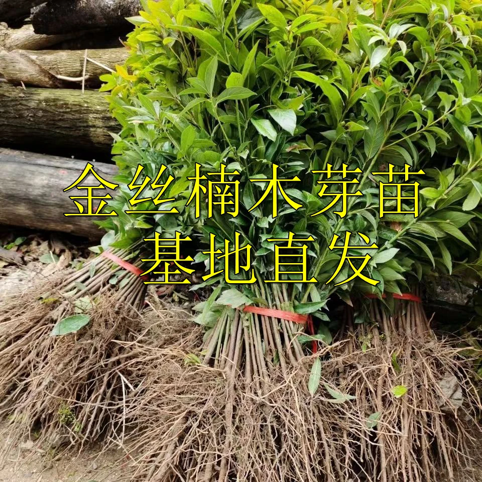 金丝楠木幼苗芽苗种子  小叶桢楠树苗庭院绿植四季常青盆栽植物