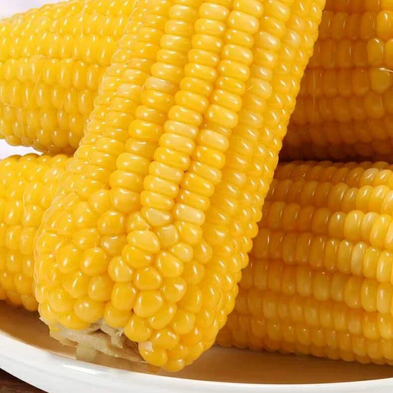 小粒黄粘玉米（15只/箱）东北黑土地农家玉米