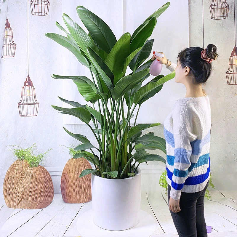 【小森林专属】天堂鸟盆栽大型绿植客厅北欧室内办公室植物好养