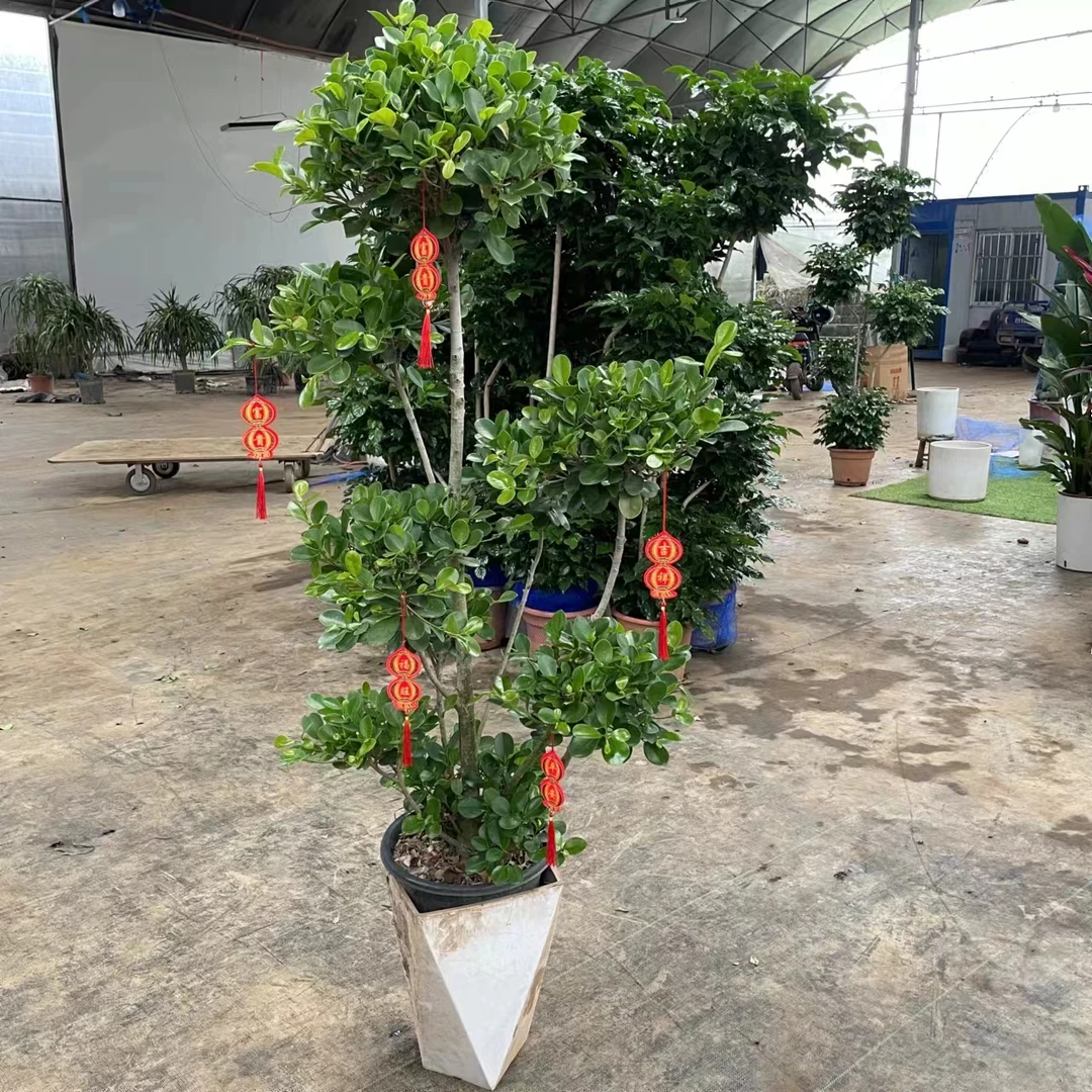 多头摇钱树室内大型造型绿植吸附甲醛