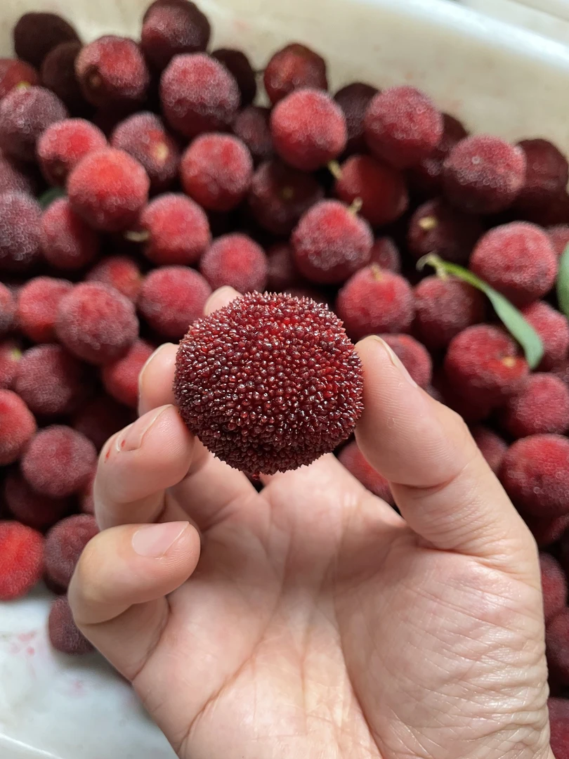 三门东魁杨梅精品大颗4.7/4.8斤礼盒装顺丰不真空不塑封味超浓