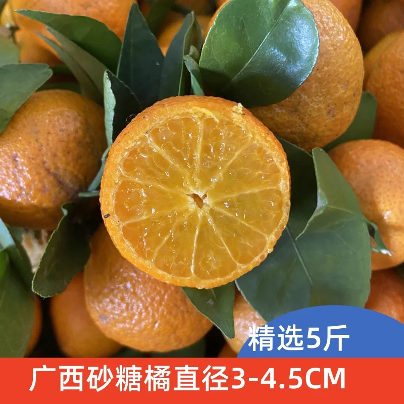 广西桂林砂糖橘中果直径3-4.5厘米净重5斤现摘现发薄皮小橘子新鲜