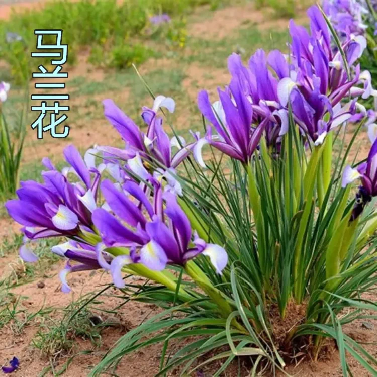 马兰花四季播种多年生宿根花草种子耐旱耐涝耐盐碱适应性强花籽