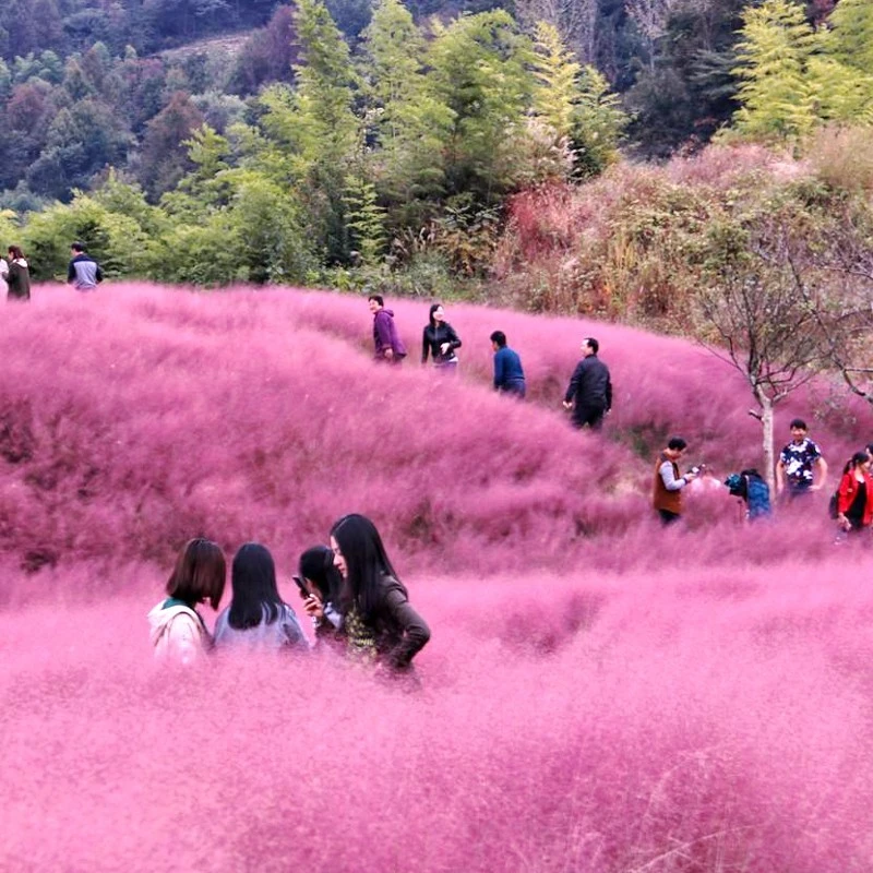 粉黛乱子草种子乱子草花种籽子毛芒乱子草多年生花种子景观花种