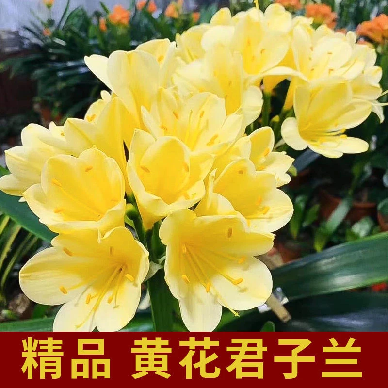 2棵2叶黄花木槿花君子兰小苗庭院风雨长寿植物养花