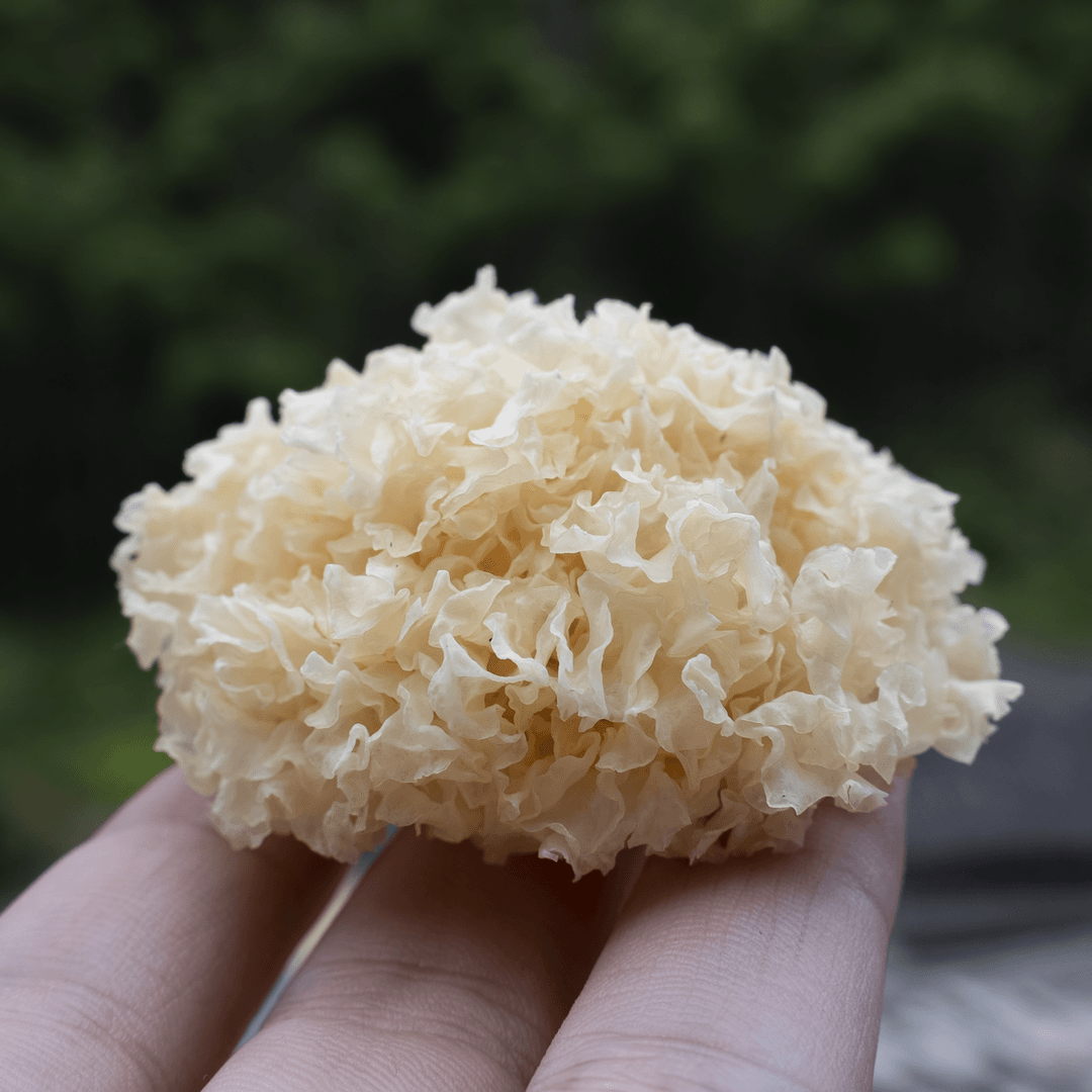 大山里的山货 高山椴木银耳  250克 500克  多规格