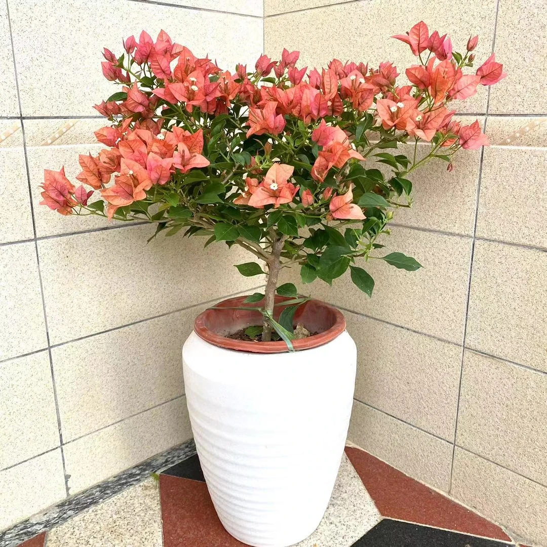 酒红三角梅  带花带花苞盆栽植物 庭院阳台楼顶爬藤