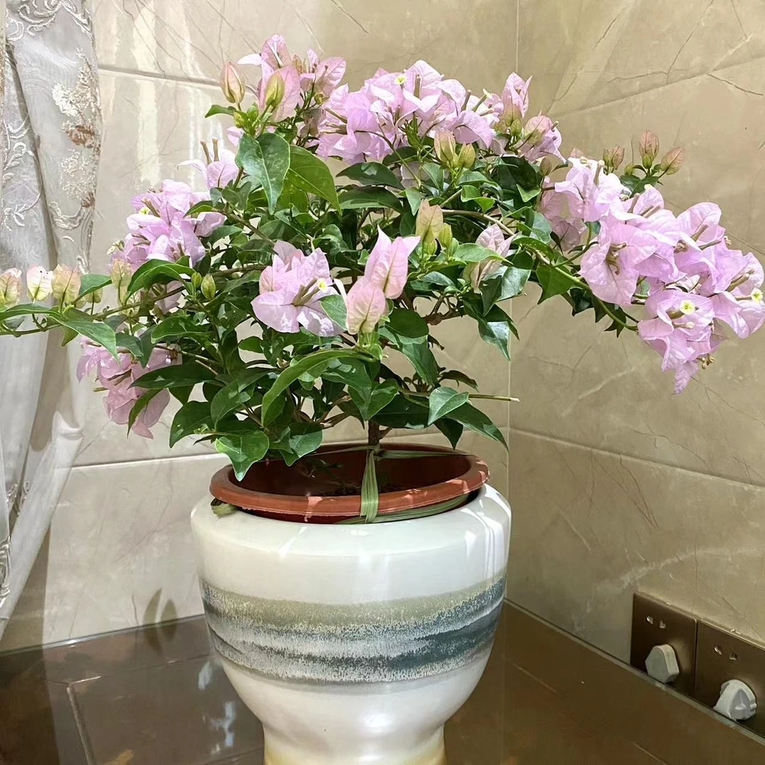 苹果花三角梅  带花带花苞盆栽植物 庭院阳台楼顶爬藤