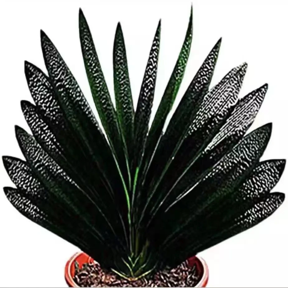 9号东北名贵精品君子兰满天星宽叶麻脸油匠盆栽苗绿植花卉