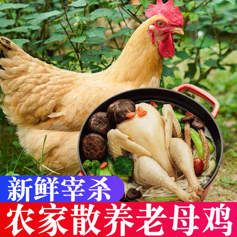 老母鸡农家散养鸡肉生鲜整鸡新鲜冷冻月子鸡食用农产品