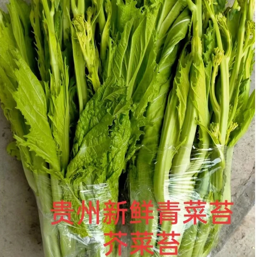 新鲜青菜冲菜贵州青菜青菜青菜青菜冲菜青菜苔贵州青菜冲菜苔新鲜