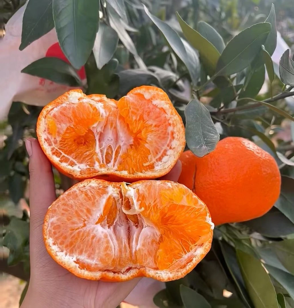 柑平3斤 果粒脆爽 甜蜜多汁 浓郁甜味