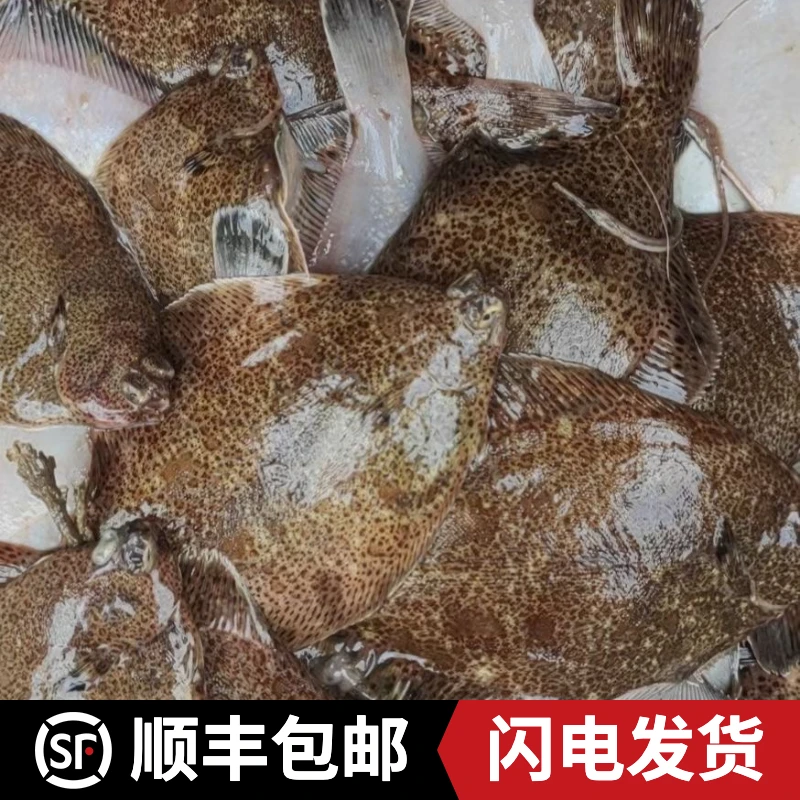 青岛特产 鼓眼鱼3斤顺丰包邮海鲜