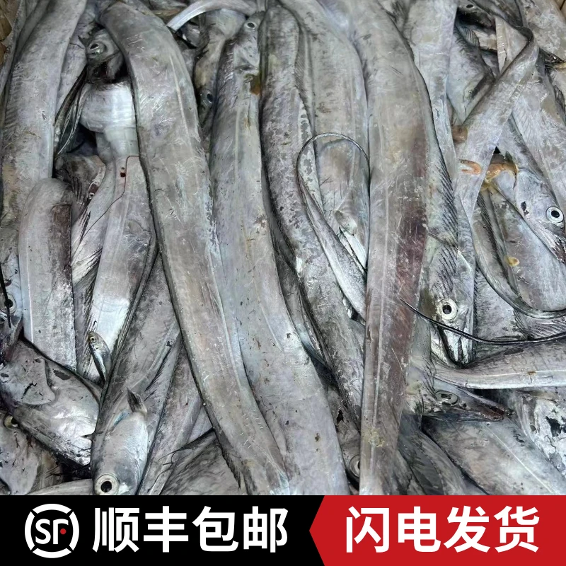 青岛本地带鱼一斤5条左右5斤顺丰包邮
