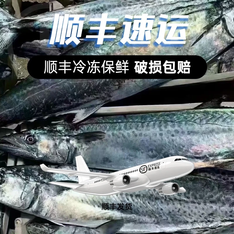 青岛原产地大鲅鱼沙子口蓝点马鲛鱼礼盒新鲜速冻顺丰包邮