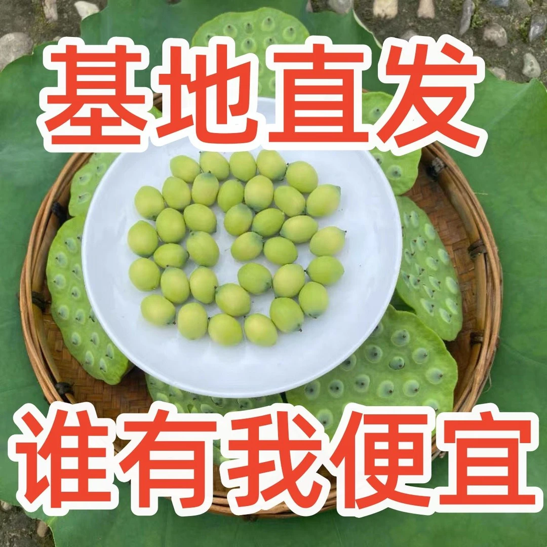 新鲜莲子莲蓬，莲米.现摘莲子