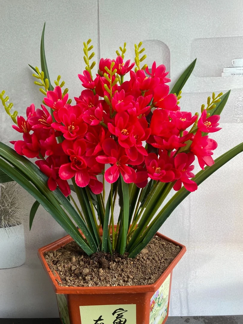 重瓣浓香型晚香玉四季好养易成活浓香爆盆驱蚊驱虫开花机器多芽点