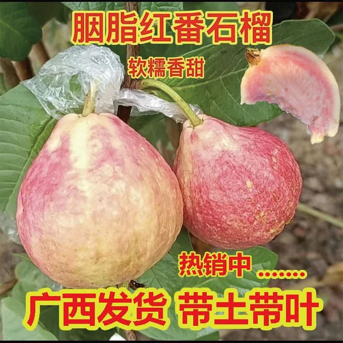 正宗胭脂红番石榴苗红白心红宝石芭乐果树矮化四季结果庭院耐寒