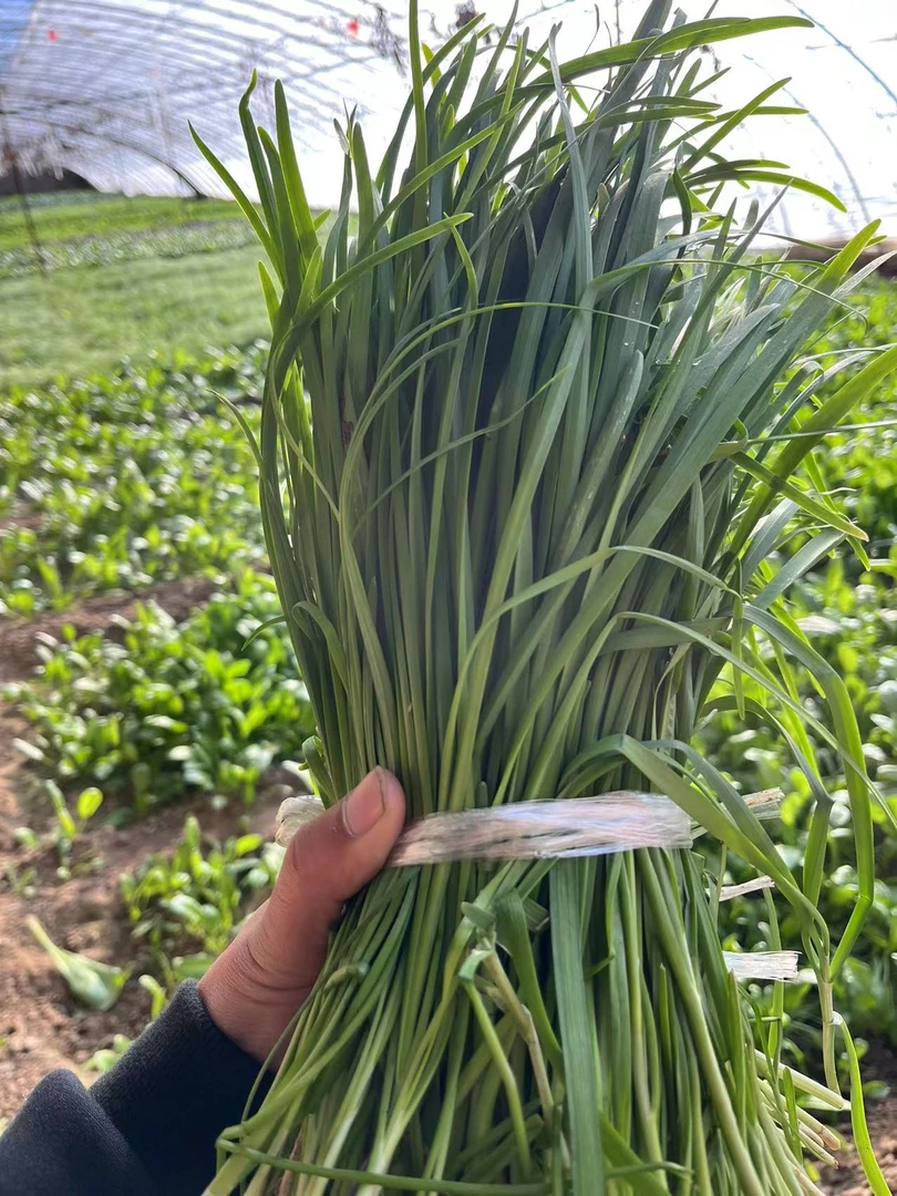 天津蓟县 椰糠韭菜 头刀头茬 顺丰包邮