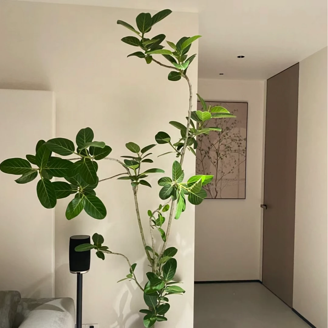 孟加拉榕老桩室内绿植颗大盆栽大型绿植孟加拉榕美观净化空气春夏