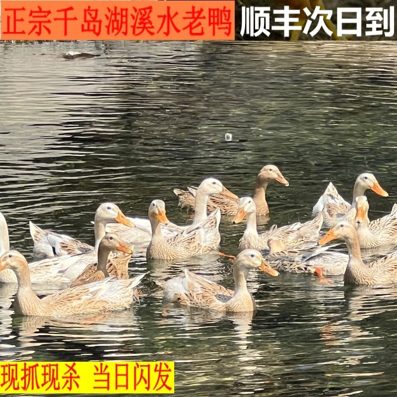 千岛湖溪水老鸭农家散养新鲜鸭肉水鸭4年鸭整只美味