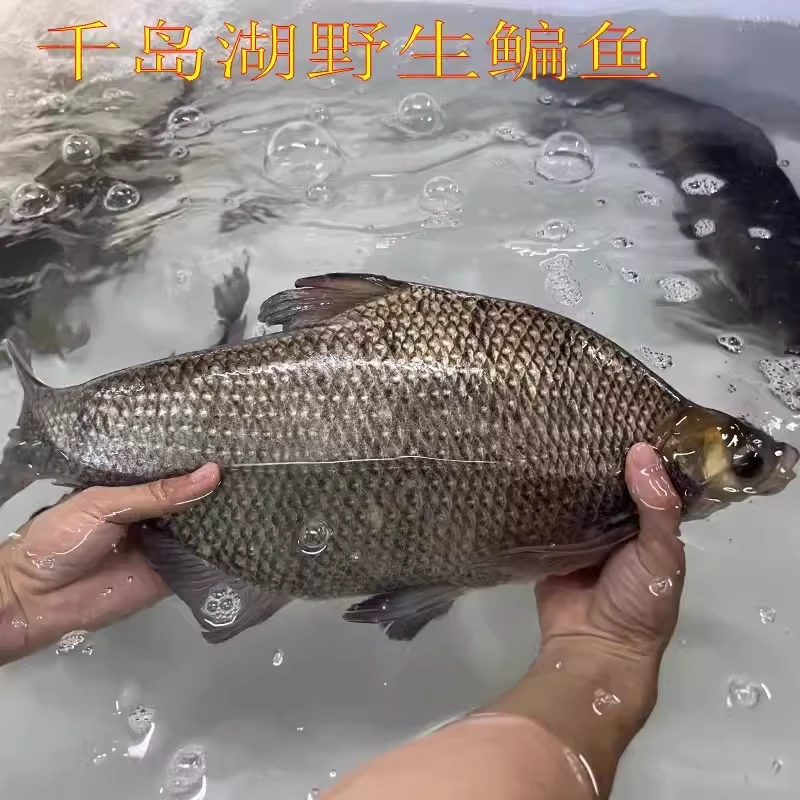 正宗千岛湖鳊鱼淡水鳊鱼新鲜鱼 鲜活扁鱼鲜水产活鱼现杀快递