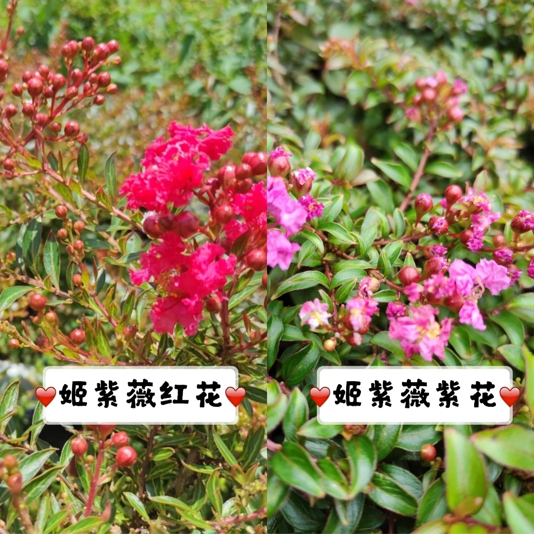 日本姬紫薇小老桩紫花红花白花掌上微型盆景迷你素材冬季休眠落叶